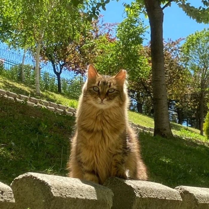 Sizden Gelenler